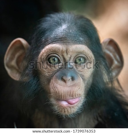 Portrait of a baby chimpanzee in Pilsen in Czech Republic .