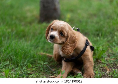 Portrait Of A Baby Cocker Spaniel Sitting In The Grass With A Dog Harness On. 