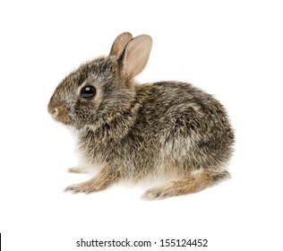 Portrait Of Baby Cottontail Bunny Rabbit Isolated On White Background