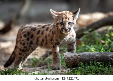 Baby Puma Images, Stock Photos 