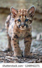 Portrait Baby Cougar, Mountain Lion Or Puma