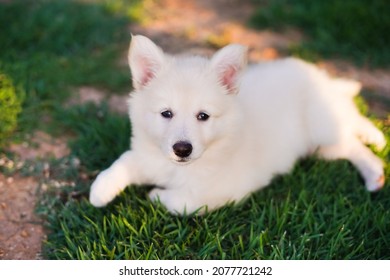 Portrait of a baby Dog - Berger Blanc Suisse