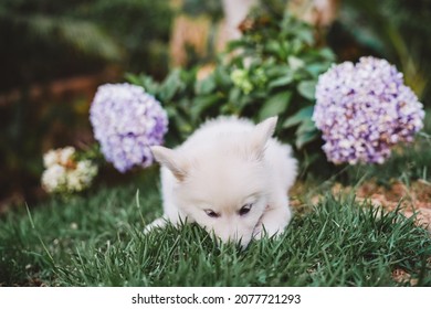 Portrait of a baby Dog - Berger Blanc Suisse