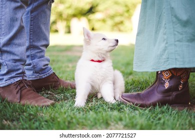Portrait of a baby Dog with her owner’s - Berger Blanc Suisse