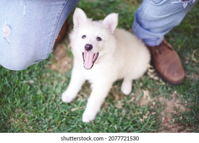 Portrait of a baby Dog with her owner’s - Berger Blanc Suisse