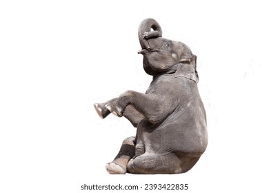 Portrait of a baby elephant on a white background. Side view. - Powered by Shutterstock