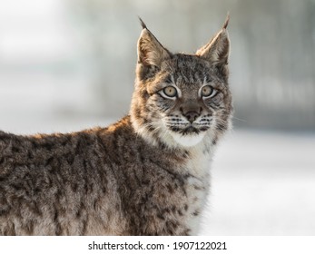 Portrait Bebe Lynx Eurasien Un Petit Photo De Stock Modifiable