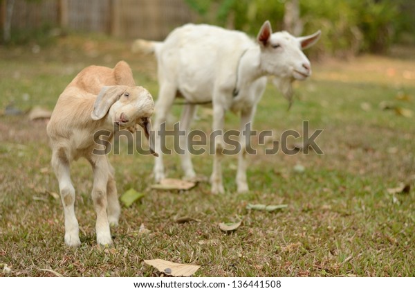 Baby Goat Moma Goat Stock Photo Now) 136441508