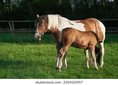 Portrait of baby horse foal suckling milk from her mare. Mare feeds her newborn foal with milk