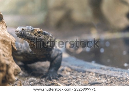 Portrait of a Baby Komodo Dragon