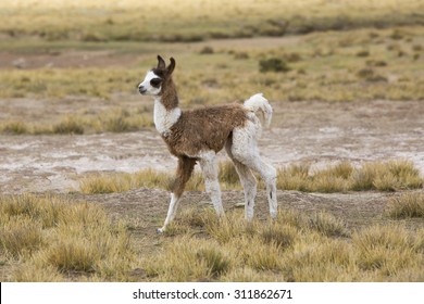 Glama Di Lama High Res Stock Images Shutterstock