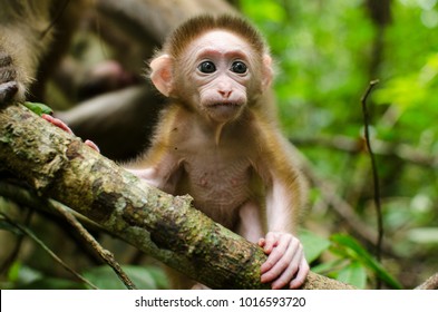Portrait Of Baby Monkey