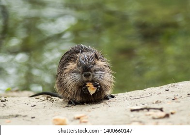 baby muskrat