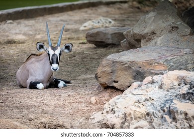 Portrait Of Baby Oryx Lying On The Ground