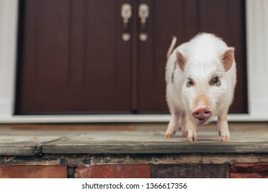 Portrait Of Baby Pig On Brick Front Stoop Before Double Front Door 