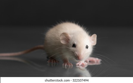 Portrait Of A Baby Rat On Glass