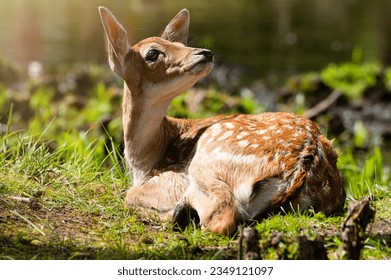 Portrait of a baby roe deer on the forest edge in the rays of the midday sun. Close-up of a wild animal in its natural environment.