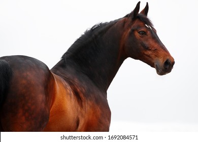 portrait from the back of a brown horse stallion mare on a white blue  background