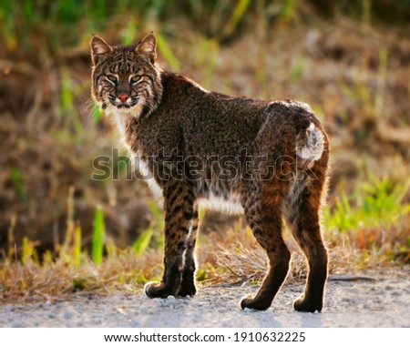 Portrait of a backlit Florida bobcat