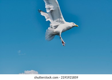 Portrait Of Baikal Gull Flying In Blue Sky, Going Down . Blurred Motion Copy Space