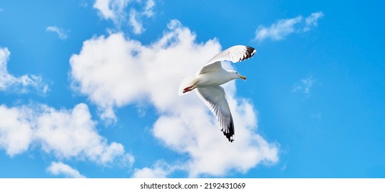 Portrait Of Baikal Gull Flying In Blue Cloudy Sky. Banner. Blurred Motion