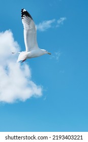 Portrait Of Baikal Gull Flying In Blue Cloudy Sky. Blurred Motion