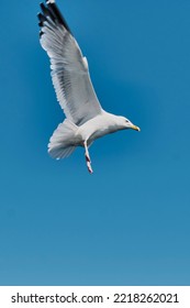 Portrait Of Baikal Gull Flying In Blue Sky, Going Down . Blurred Motion Copy Space