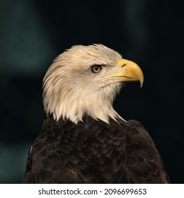 A portrait of a Bald eagle.