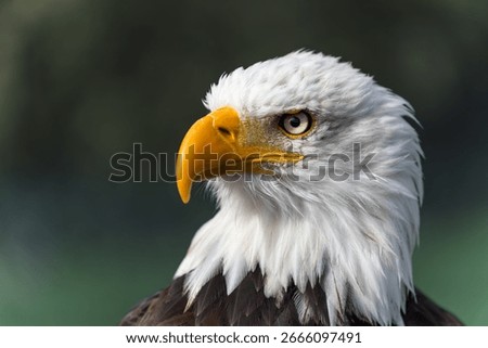 Portrait of a bald eagle