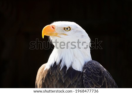 Portrait of a bald eagle with black background. Contrast-rich picture. Close-up of eagle. Large bird of prey. Haliaeetus leucocephalus