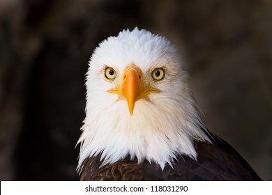 Portrait Of A Bald Eagle (lat. Haliaeetus Leucocephalus) Staring Directly At YOU, Focus On Eye