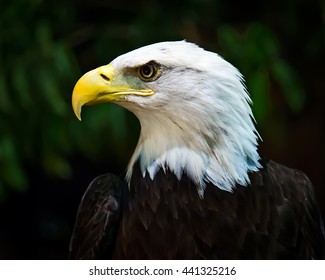 Portrait of a bald eagle (lat. haliaeetus leucocephalus)
