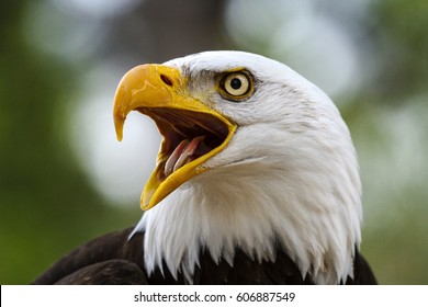 Portrait of a bald eagle lat. haliaeetus leucocephalus