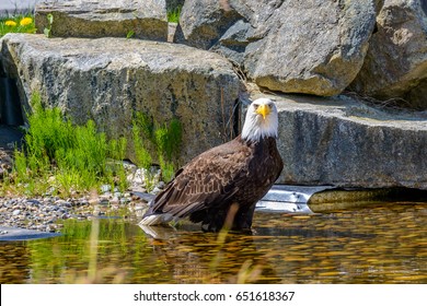 Portrait of a bald eagle (lat. haliaeetus leucocephalus) in Vancouver, Canada. Arkivfotografi