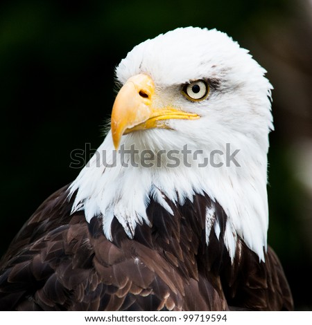 Portrait of a bald eagle (lat. haliaeetus leucocephalus)