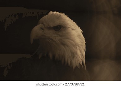 Close‑up portrait of a bald eagle with sharp yellow beak, white head feathers, and piercing dark eyes, set against a dark, softly blurred background for a dramatic wildlife profile.