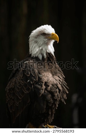 Portrait of a bald eagle standing