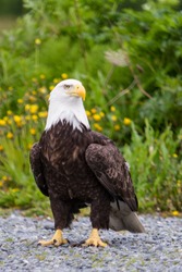 Portrait Of Bald Eagle Standing On The Ground Looking Around Attentively
