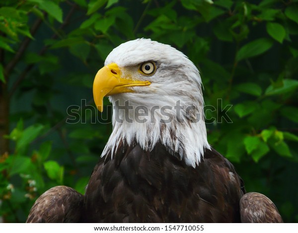 Portrait of a bald\
eagle watching for prey in front of lush green foliage in Ketchikan\
USA. Symbols of USA, pride, patriotism, fearless, bold, vigilance,\
security and freedom. 