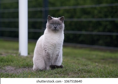 Portrait Of A Balinese Cat