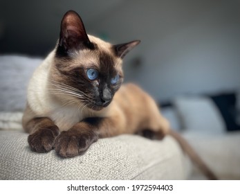 Portrait of a Balinese cat - Powered by Shutterstock