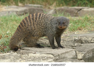 66 Ant Mongoose Images, Stock Photos & Vectors | Shutterstock