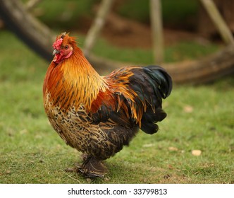 Portrait Of A Bantam Chicken