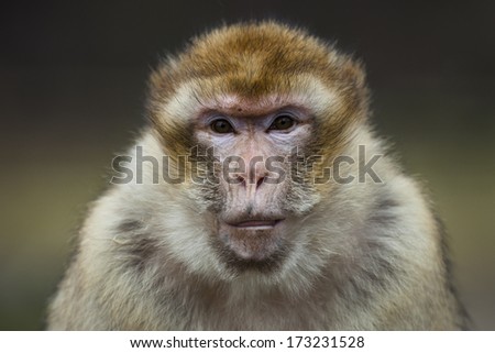 Similar – Image, Stock Photo Berber monkey Circus Zoo