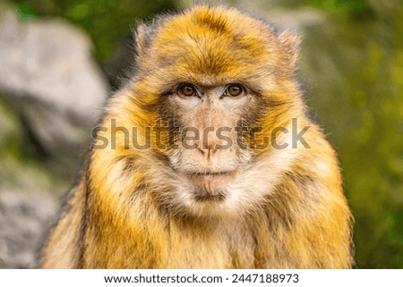 Portrait of a barbary macaque (Macaca sylvanus), also known as Barbary ape.