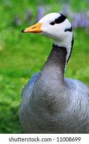 Portrait bar-headed Goose