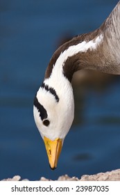 Portrait of a bar-headed goose.