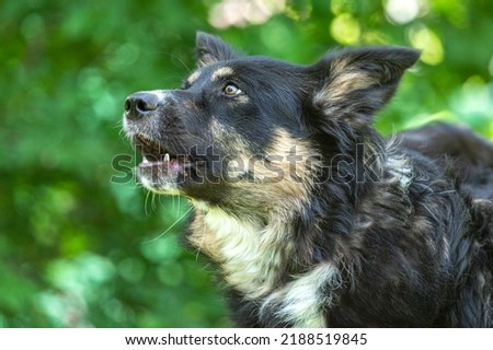 Portrait of a barking dog in a garden outdoors