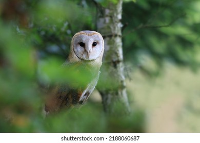 Portrait of a barn owl with green blurred background. Tyto alba - Shutterstock ID 2188060687