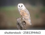 Portrait of a barn owl (Tyto alba) perched on a fench post, The Netherlands